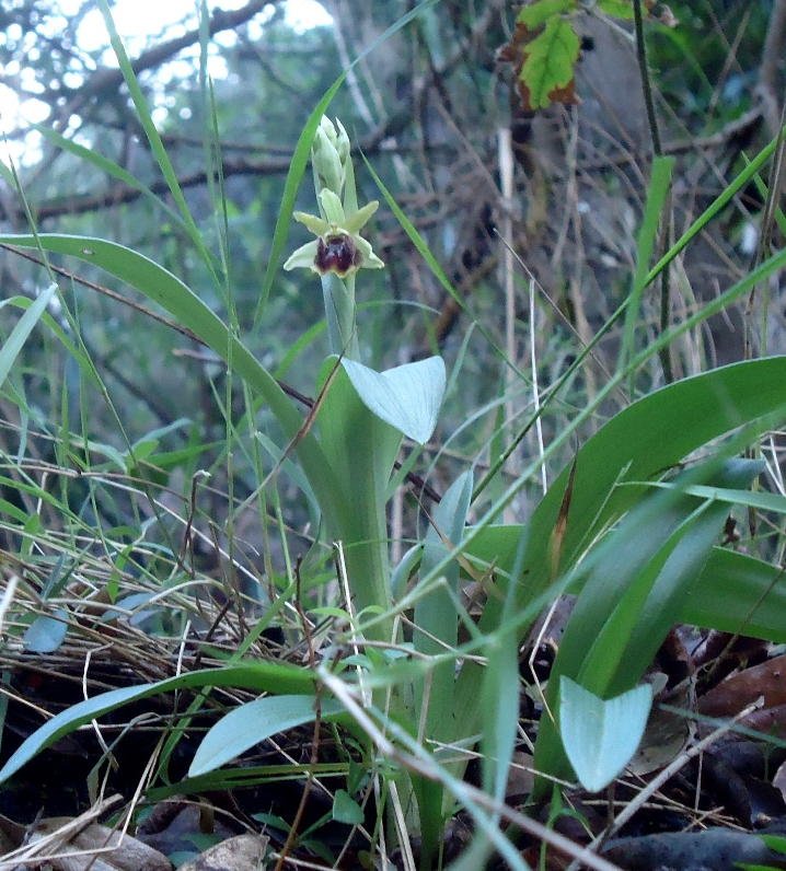 Ophrys massiliensisGenova